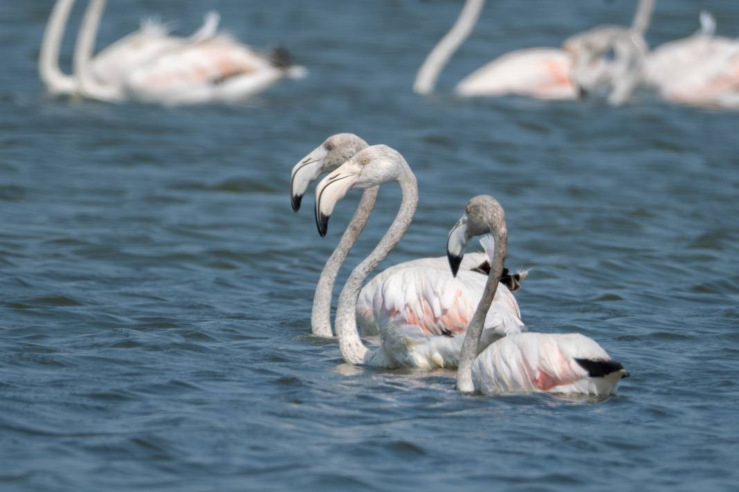 Akyatan’da Flamingo şöleni: Göç molası! - Resim: 5